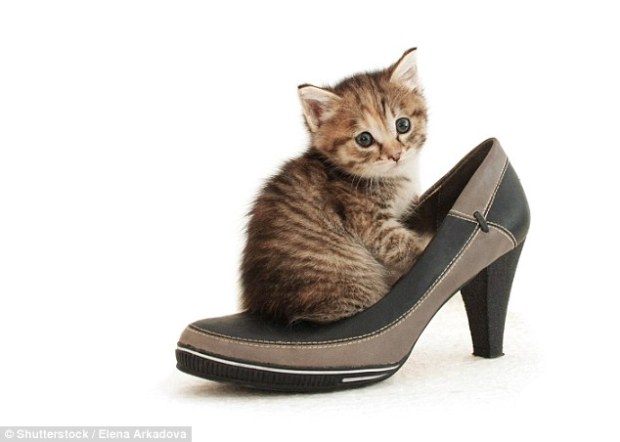 kitten-heels